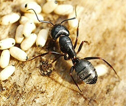 How to Get Rid of Carpenter Ants in Bridgewater Massachusetts