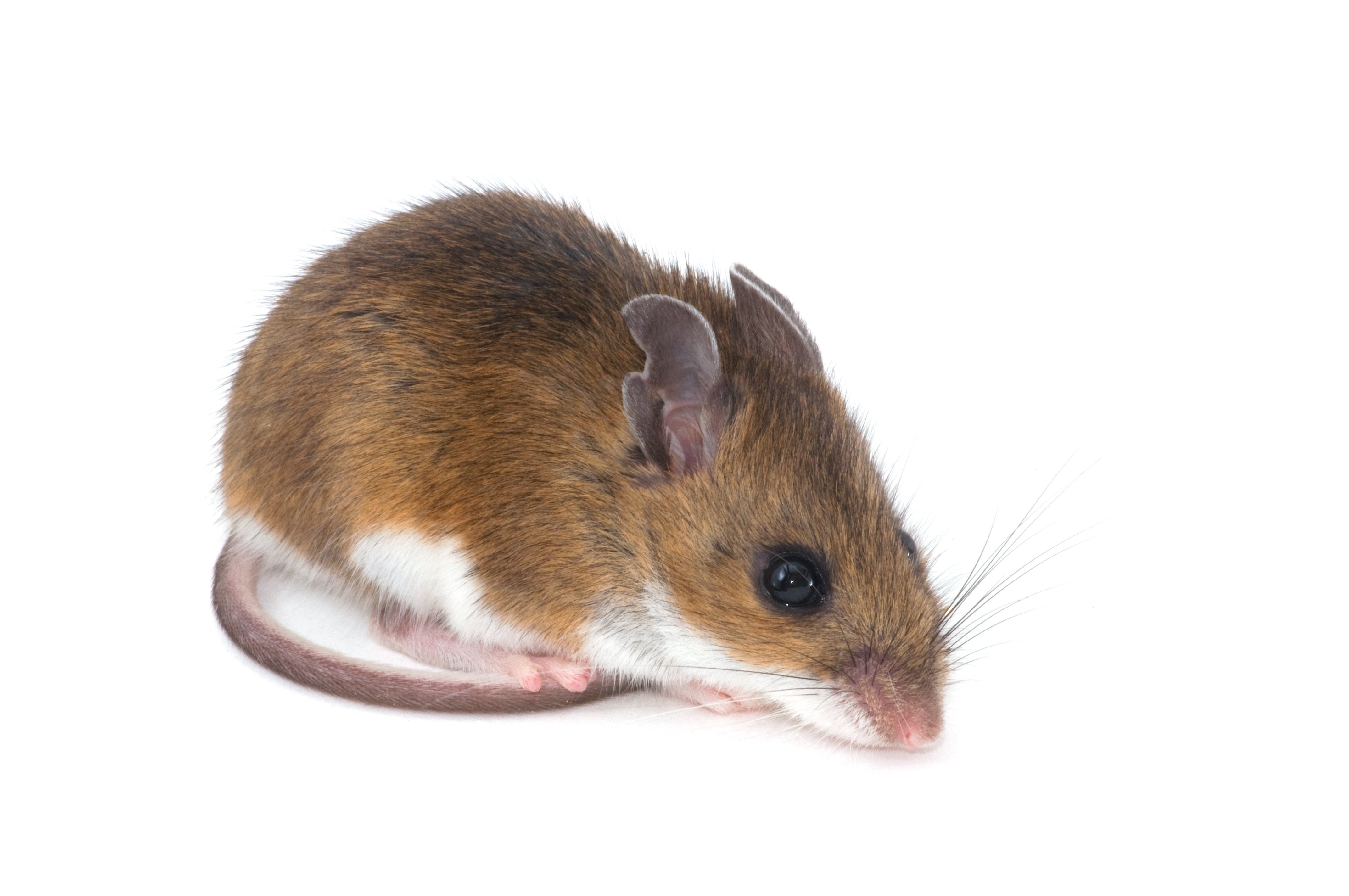 DEER MOUSE
