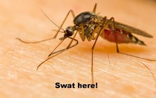 massachusetts mosquito control