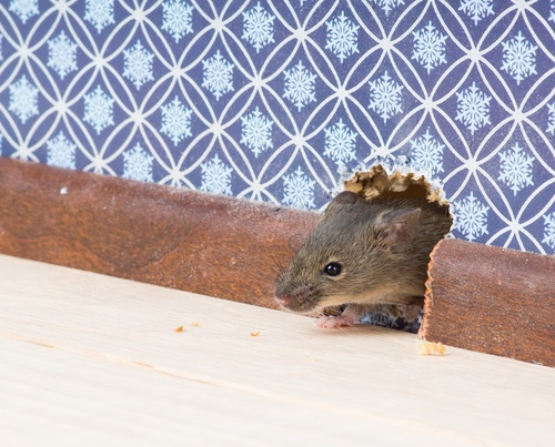 rodents