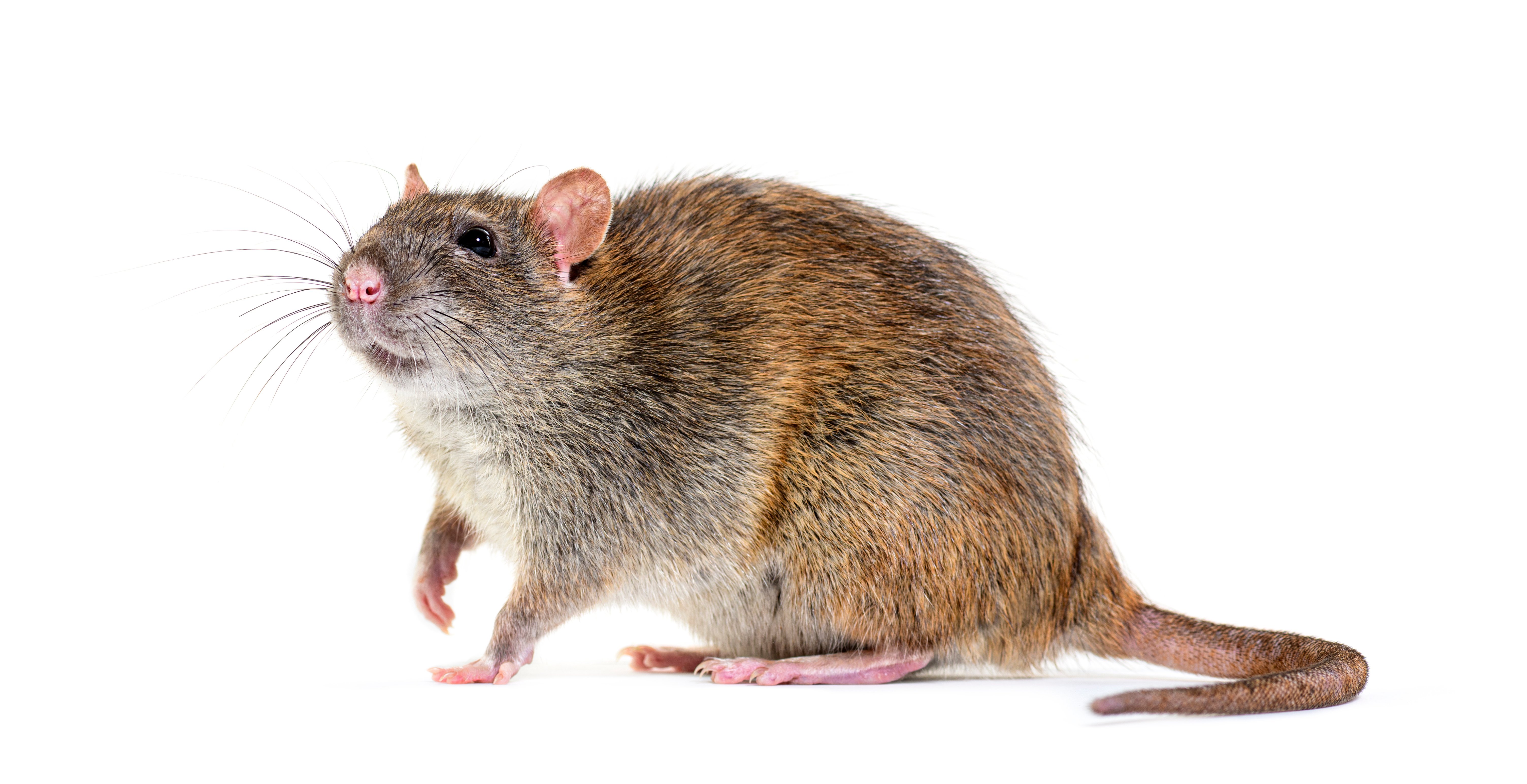 Norway rat/Brown rat